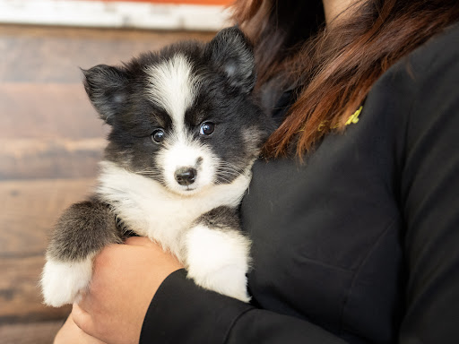 Pet Store «Petland of Plantation», reviews and photos, 801 S University Dr, Plantation, FL 33324, USA