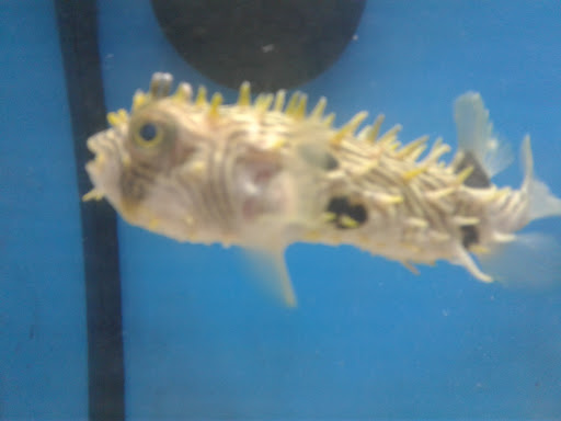 Pet Supply Store «Petco Animal Supplies», reviews and photos, 5975 20th St, Vero Beach, FL 32966, USA