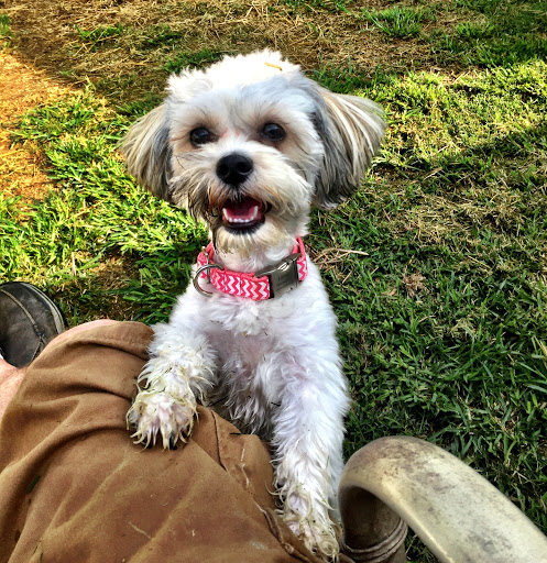 Pet Boarding Service «Howliday Inn Suites & Treats Pet Resort», reviews and photos, 1 Davis Ct, Hurricane, WV 25526, USA