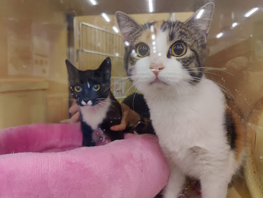 Pet Supply Store «PetSmart», reviews and photos, 1540 N Dale Mabry Hwy, Tampa, FL 33607, USA