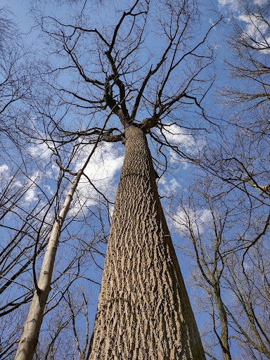 Nature Preserve «Sadsbury Woods Preserve», reviews and photos, Ramblewood Dr & Northwood Dr, Coatesville, PA 19320, USA