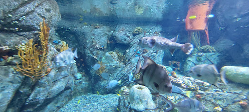 Gift Shop «Pacific Collections Gift Shop», reviews and photos, 100 Aquarium Way, Long Beach, CA 90802, USA