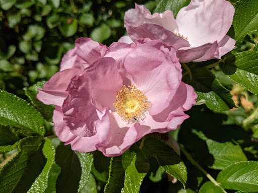 Tourist Attraction «Soos Creek Botanical Garden», reviews and photos, 29308 132nd Ave SE, Auburn, WA 98092, USA