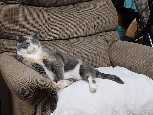 Stockton Blackhawk Vet Clinic image