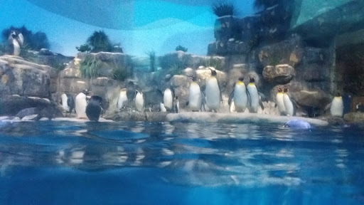 Zoo «Rainforest Pyramid», reviews and photos, 1 Hope Blvd, Galveston, TX 77554, USA