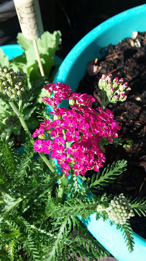 Book Store «Pipe & Thimble Bookstore», reviews and photos, 24830 Narbonne Ave, Lomita, CA 90717, USA