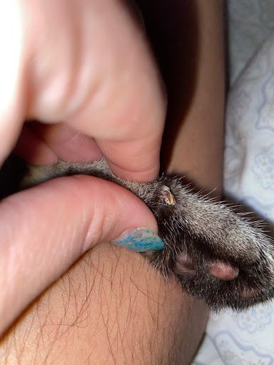 Pet Groomer «Furry Tails Pet Grooming», reviews and photos, 865 Cypress Pkwy, Poinciana, FL 34759, USA