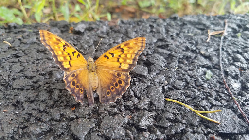 Country Club «Culpeper Country Club», reviews and photos, 2100 Country Club Rd, Culpeper, VA 22701, USA