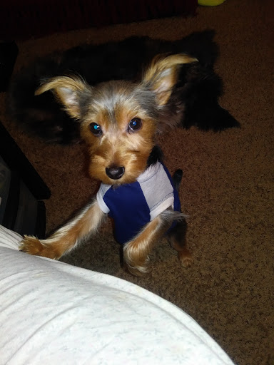 Pet Store «Animal House», reviews and photos, 7869 Hamilton Ave, Cincinnati, OH 45231, USA