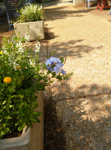 Hamburger Restaurant «Canyons Burger Company», reviews and photos, 335 Chambers St, Woodstock, GA 30188, USA