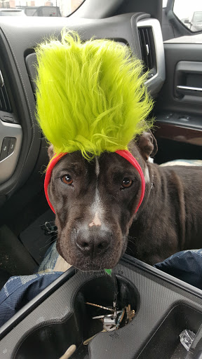 Pet Supply Store «Petco Animal Supplies», reviews and photos, 693 Middletown Warwick Rd, Middletown, DE 19709, USA