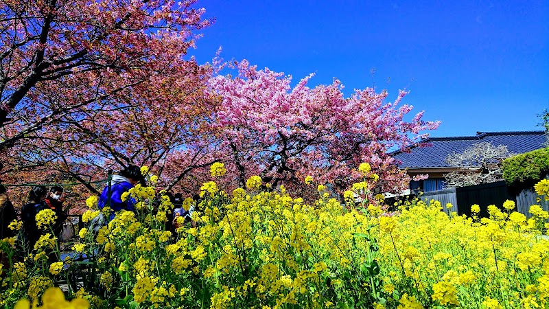 河津桜交流館 観光バス駐車場