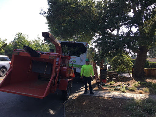 Tree service Santa Clara