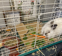 Midtown Dog Walking and Pet Sitting - Photo 3 - Car repair in Little Rock, AR, Little Rock