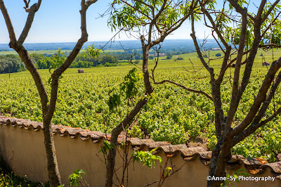 DOMAINE DES MARRANS à Fleurie