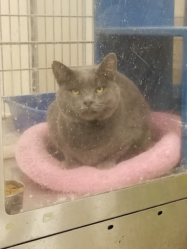 Pet Supply Store «PetSmart», reviews and photos, 470 Shaw Ave, Clovis, CA 93612, USA