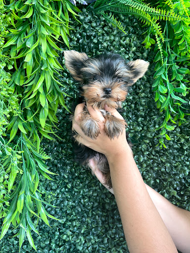 101cachorros - Illescas