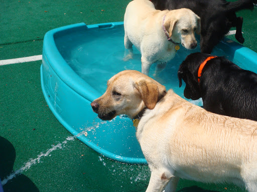 Dog Day Care Center «Dog Days Daycare Center», reviews and photos, 281 Roycefield Rd, Hillsborough Township, NJ 08844, USA