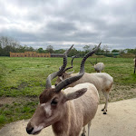 Photo n° 1 de l'avis de Youen.v fait le 24/04/2024 à 19:21 pour Planète Sauvage à Port-Saint-Père