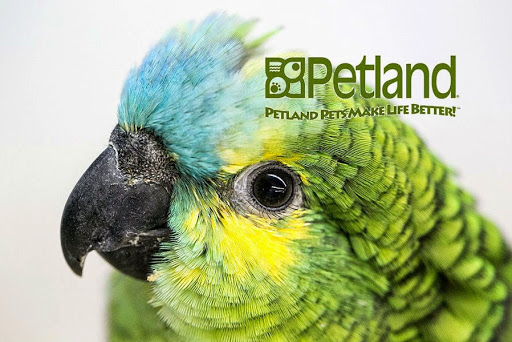 Pet Store «Petland Village of East Side», reviews and photos, 6401 Penn Ave, Pittsburgh, PA 15206, USA