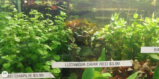 Aquarium Shop «Aquarium Arts», reviews and photos, 1810 W Baseline Rd #1, Mesa, AZ 85202, USA