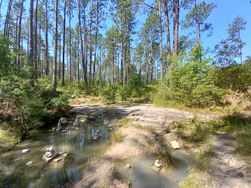 Longleaf Vista Nature Trail