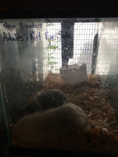 Pet Store «Animal House», reviews and photos, 646 SW 4th St, Corvallis, OR 97333, USA