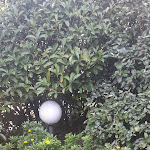 Photo n°4 de l'avis de Peter.u fait le 01/10/2023 à 07:59 sur le  Albergo Villa Nadia à Malcesine