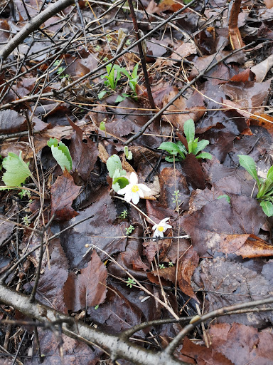 Tourist Attraction «Dinosaur Footprints», reviews and photos, US-5, Holyoke, MA 01040, USA