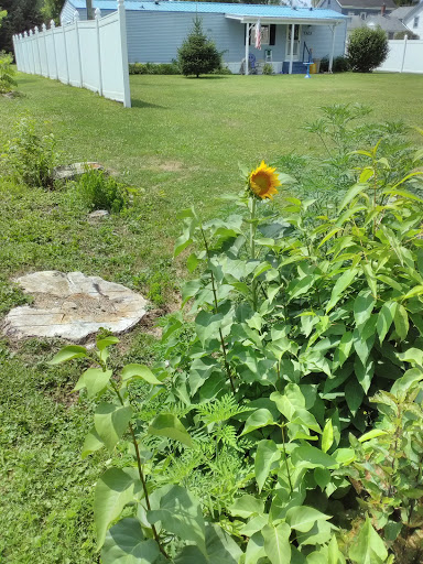 Home Goods Store «Dollar General», reviews and photos, 2649 Main St, Whitney Point, NY 13862, USA