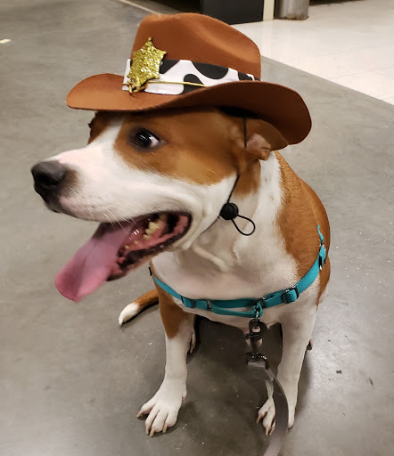 Pet Supply Store «PetSmart», reviews and photos, 21095 Biscayne Blvd, Aventura, FL 33180, USA