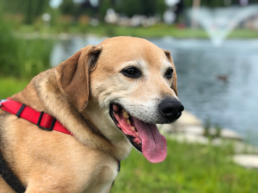 Park «Central City Park», reviews and photos, 36601 Ford Rd, Westland, MI 48185, USA