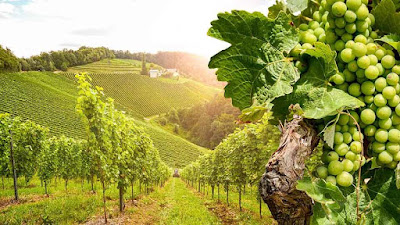 DOMAINE DE BREUGNON (EARL) à Saint-Andelain