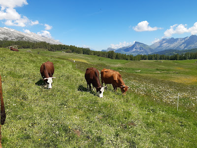 La Ferme des Couttières, producteur de fromages à Le Dévoluy