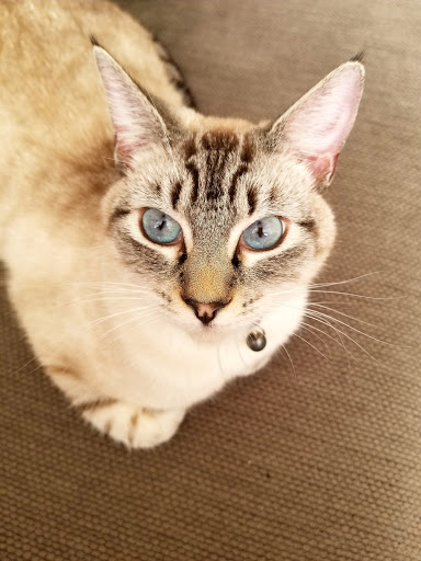 Pet Supply Store «Petco Animal Supplies», reviews and photos, 21700 Market Pl NW, Poulsbo, WA 98370, USA