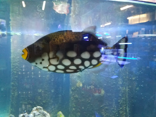 Pet Store «Tanks A Lot Aquariums», reviews and photos, 6680 Lantana Rd, Lake Worth, FL 33467, USA