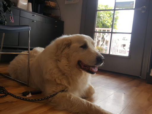 Cats & Dogs Animal Hospital image
