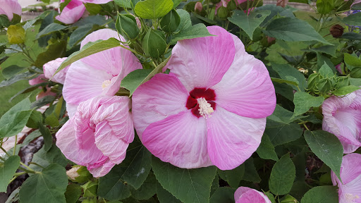 Park «Russell Creek Park», reviews and photos, 3500 McDermott Rd, Plano, TX 75025, USA