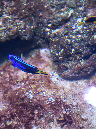 Tropical Fish Store «Best Fish», reviews and photos, 1335 N Doctor M.L.K. Dr, Milwaukee, WI 53212, USA