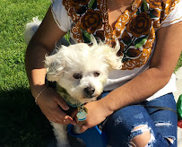 Alta Vista Pet Salon - Photo 4 - Car repair in Monterey, CA, Salinas