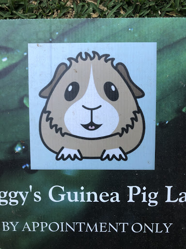Miss Piggy's Guinea Pig Lair Inc.