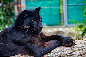 Zoo Delle Maitine image