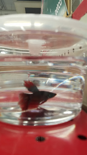 Pet Supply Store «Petco Animal Supplies», reviews and photos, 35 Fort Eddy Rd, Concord, NH 03301, USA