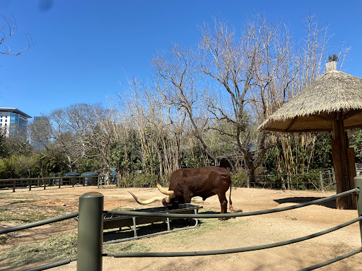 Zoo «Houston Zoo», reviews and photos, 6200 Hermann Park Dr, Houston, TX 77030, USA