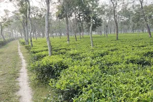 Binnaguri Tea Garden image