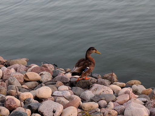 Park «Prairie Park», reviews and photos, 431 Knollwood Dr, Barrington, IL 60010, USA