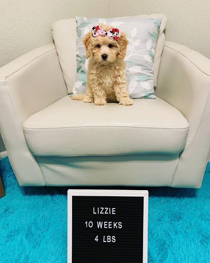 Pet Store «Petland», reviews and photos, 10289 Ulmerton Rd, Largo, FL 33771, USA