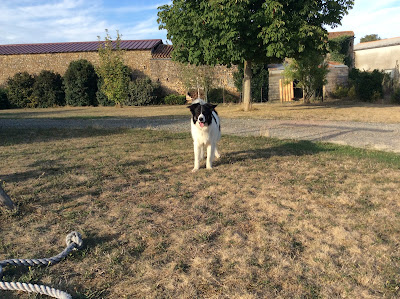 Garde Animalière Thouarsaise à Thouars