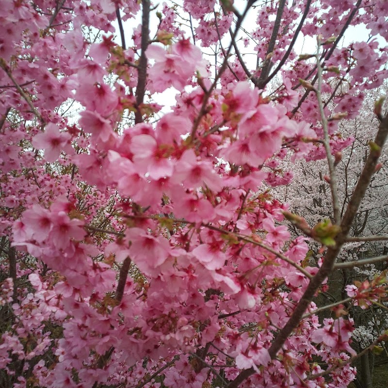 桜ヶ丘公園