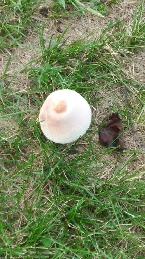 Nature Preserve «Rubio Woods», reviews and photos, W. Midlothian Turnpike, Midlothian, IL 60445, USA